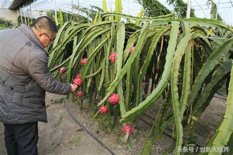 火龍果 葉子|火龍果 (護理, 特徵, 花, 圖片, 可食用)